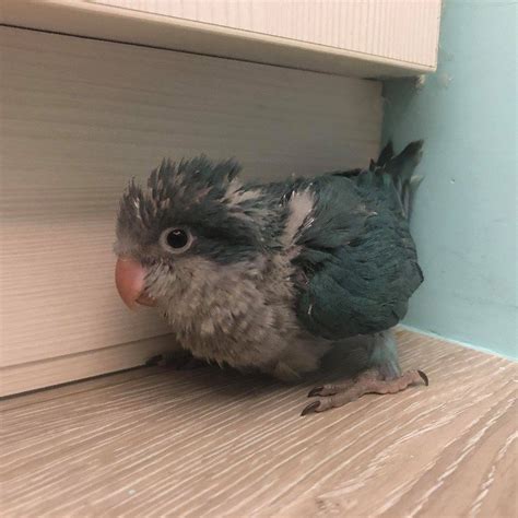 養鳥的人個性|第一次養鳥就上手！各種鸚鵡特點怎麼選？獸醫師：新。